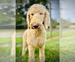 Small #2 Poodle (Standard) Mix