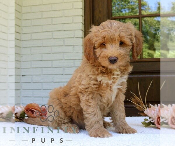 Medium Photo #4 Goldendoodle (Miniature) Puppy For Sale in NARVON, PA, USA