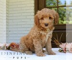 Small #3 Goldendoodle (Miniature)