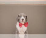 Small #2 Great Dane
