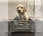 Puppy Lily Goldendoodle