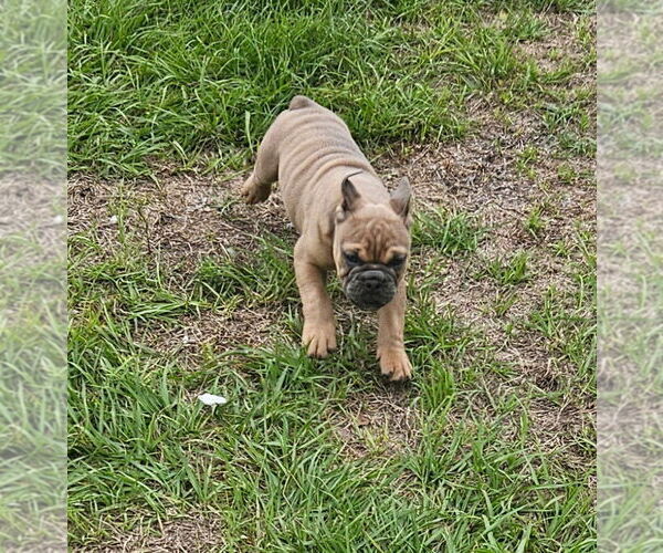 Medium Photo #4 Bulldog Puppy For Sale in ZEPHYRHILLS, FL, USA