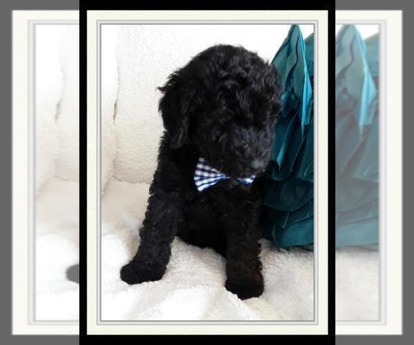 Medium Photo #5 Sheepadoodle Puppy For Sale in RIALTO, CA, USA
