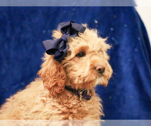 Cavapoo-Poodle (Miniature) Mix Puppy for sale in LIBERTY, KY, USA