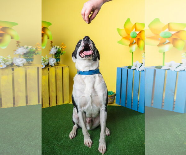 Medium Photo #2 Mutt Puppy For Sale in Munford, TN, USA