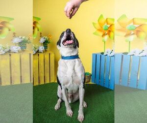 Bubbie - Male Mutt Dog for Adoption - Photo #2