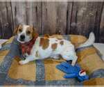 Small #3 Jackshund