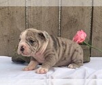 Small Photo #2 Olde English Bulldogge Puppy For Sale in FREDERICKSBURG, OH, USA