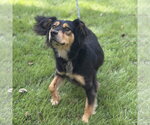 Small Photo #4 - Mix Puppy For Sale in Yardley, PA, USA