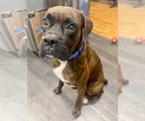 Boxer Dogs for adoption in Dumont, NJ, USA