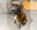 Small Boxer