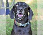 Small #29 Plott Hound-Weimaraner Mix