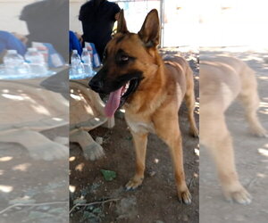 Angelito- - Male German Shepherd Dog Dog for Adoption - Photo #7
