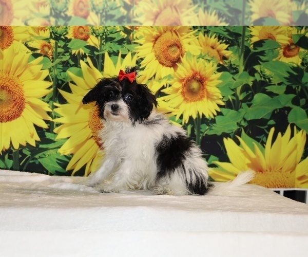 Medium Photo #13 Goldendoodle (Miniature) Puppy For Sale in DYERSBURG, TN, USA