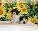 Bubbles - Female Goldendoodle (Miniature) Puppy for Sale - Photo #13