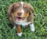 Small Photo #15 Miniature Australian Shepherd Puppy For Sale in EVERTON, MO, USA