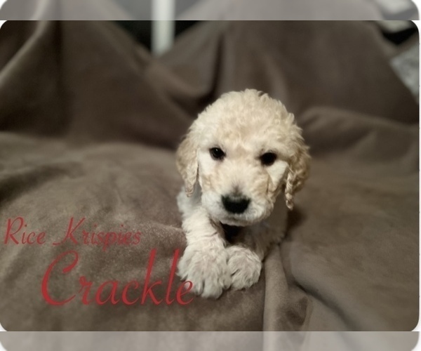 Medium Photo #7 Goldendoodle Puppy For Sale in VANCOUVER, WA, USA