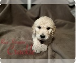 Small Photo #7 Goldendoodle Puppy For Sale in VANCOUVER, WA, USA