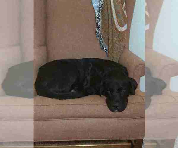 Medium Photo #1 Labrador Retriever-Unknown Mix Puppy For Sale in BENBROOK, TX, USA