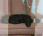 Small Photo #1 Labrador Retriever-Unknown Mix Puppy For Sale in BENBROOK, TX, USA