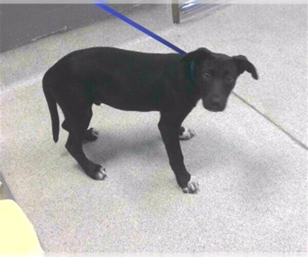 Medium Photo #1 Labrador Retriever-Unknown Mix Puppy For Sale in Tallahassee, FL, USA
