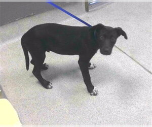 Labrador Retriever-Unknown Mix Dogs for adoption in Tallahassee, FL, USA