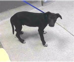 Small Labrador Retriever Mix