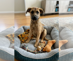 Mutt Dogs for adoption in Genesee, WI, USA