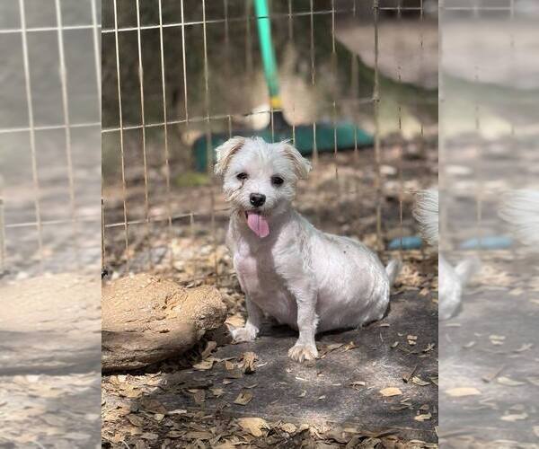 Medium Photo #2 Maltese Puppy For Sale in New York, NY, USA