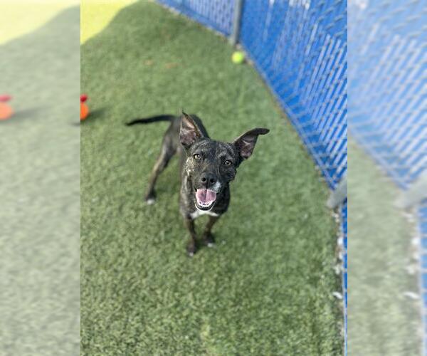 Medium Photo #2 Mutt Puppy For Sale in Chula Vista, CA, USA