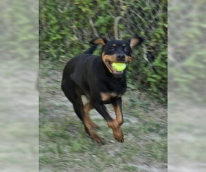 Rottweiler Dogs for adoption in Glen Allen, VA, USA