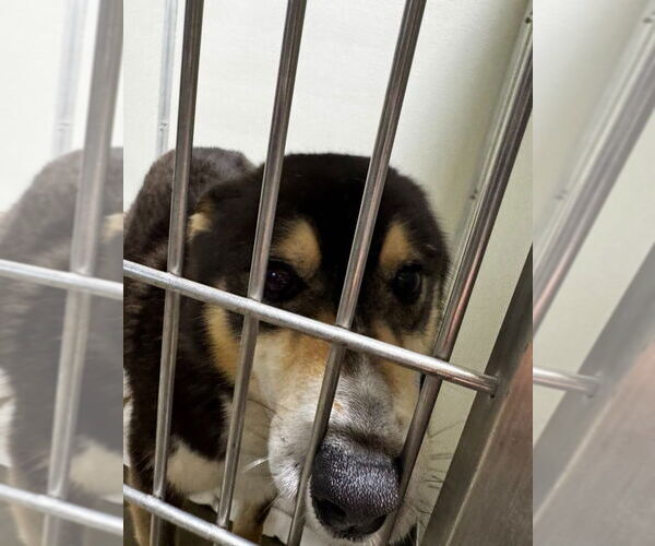 Medium Photo #5 Australian Shepherd-Huskies  Mix Puppy For Sale in Pierceton , IN, USA