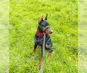 Mother of the Doberman Pinscher puppies born on 08/25/2025