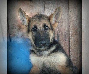German Shepherd Dog Puppy for sale in SCOTTS HILL, TN, USA