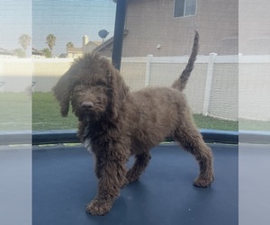 Labradoodle Puppy for Sale in RIALTO, California USA