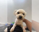 Small Mutt