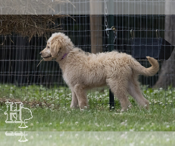 Medium Photo #11 Golden Pyrenees-Poodle (Standard) Mix Puppy For Sale in ELLENBORO, NC, USA
