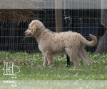 Small #10 Golden Pyrenees-Poodle (Standard) Mix