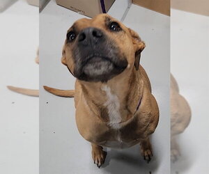Labrador Retriever-Unknown Mix Dogs for adoption in Temple, TX, USA