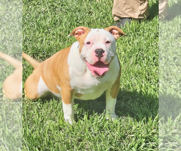 Medium Photo #1 American Bully Puppy For Sale in SPANISH LAKE, MO, USA