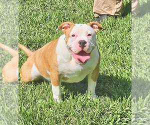 American Bully Puppy for sale in SPANISH LAKE, MO, USA
