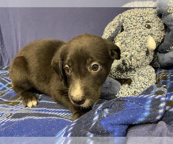Medium Photo #1 Labrador Retriever-Unknown Mix Puppy For Sale in Modesto, CA, USA