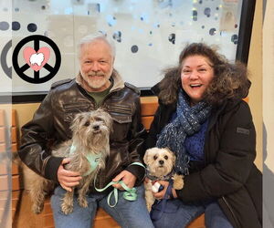 Shih Tzu Dogs for adoption in Lebanon, PA, USA