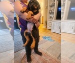 Small #10 Rottweiler