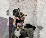 Small Photo #7 French Bulldog Puppy For Sale in BLANDON, PA, USA