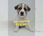 Small Photo #9 Great Pyrenees-Unknown Mix Puppy For Sale in pomfret, CT, USA