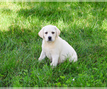Small #5 Labrador Retriever