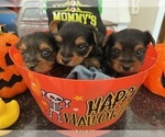 Small Photo #15 Yorkshire Terrier Puppy For Sale in OLATHE, KS, USA