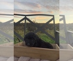 Puppy 9 Bordoodle