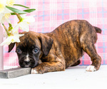 Puppy Rossette Boxer